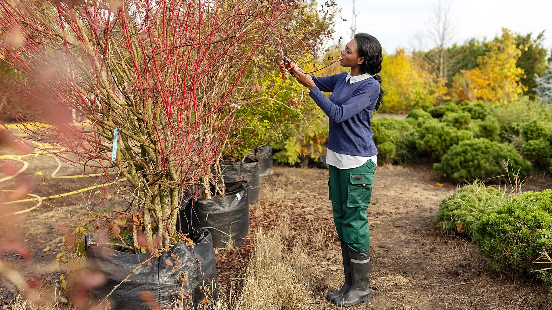Getty Images A woman tends to an autumnal garden (Credit: Getty Images)